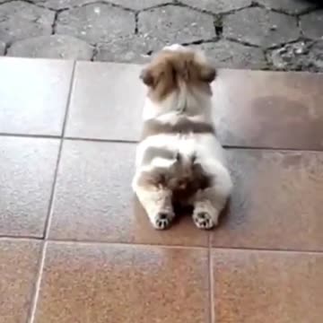 Funny Cats and Dogs Movies / Lustige Katzen- und Hundefilme