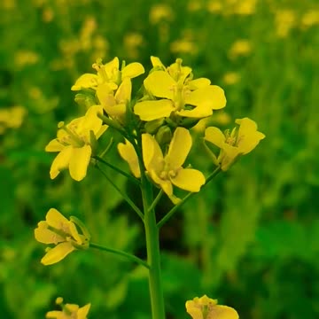 Mustard flover