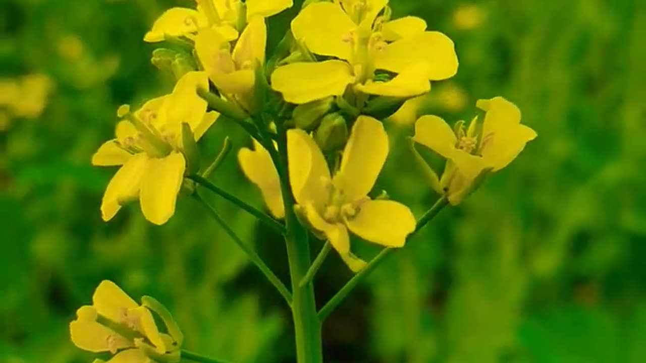 Mustard flover