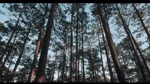 Призраки в машине