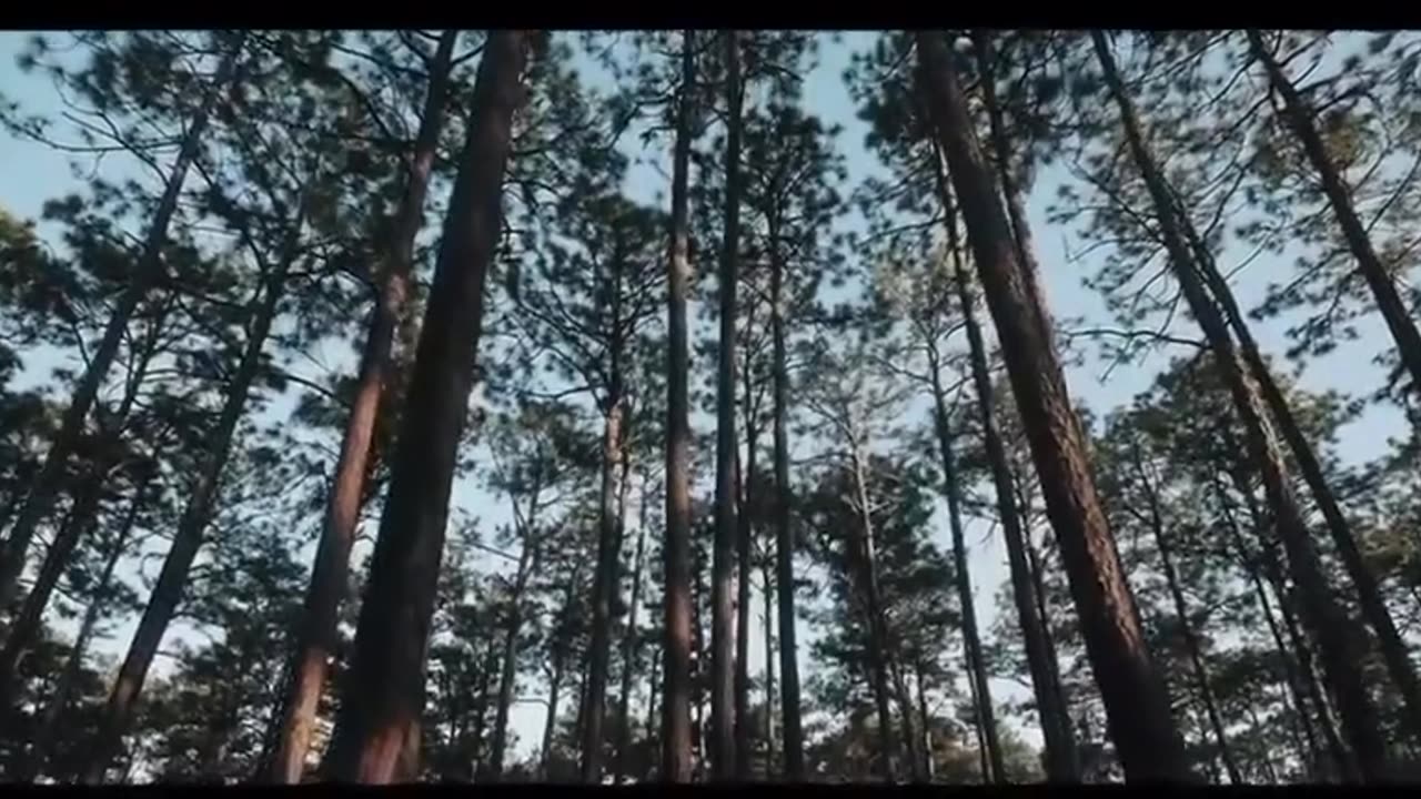 Призраки в машине