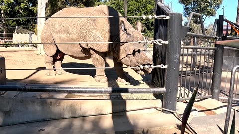 Rhino eating at the San Diego Zoo