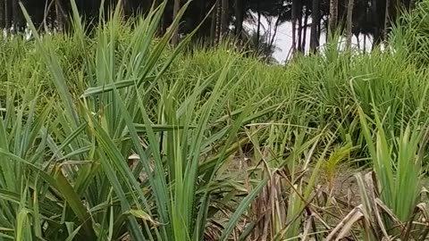 Vlog Pantai #03 Thalime