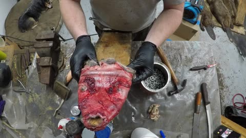 How To - Muskrat skinning and Boarding