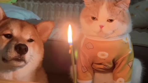 A Cat’s Birthday Party: Cuteness Overload 🐾🎁