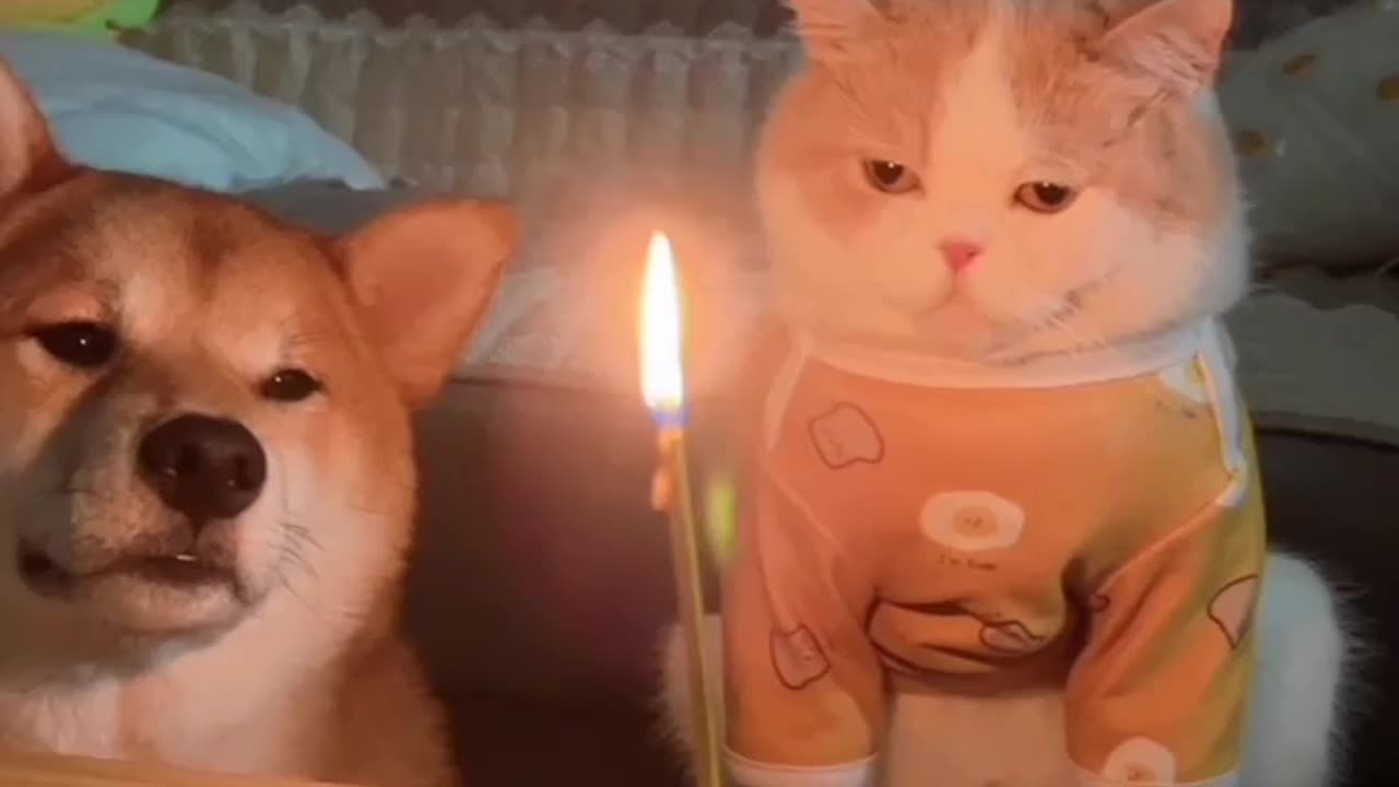 A Catโs Birthday Party: Cuteness Overload ๐พ๐