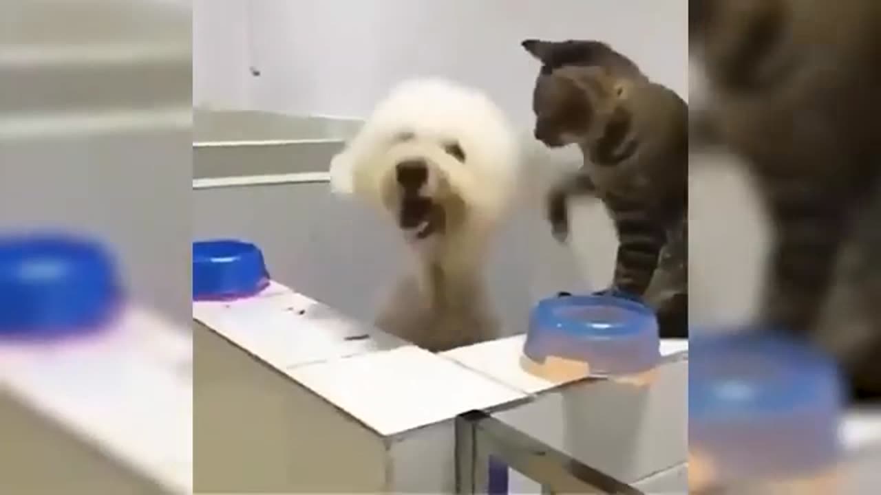 Funny Cute Cat - Try Not To Laugh...