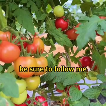 How and when to prune tomatoes