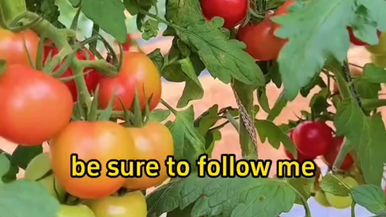 How and when to prune tomatoes