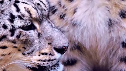 Beautiful Snow Leopards