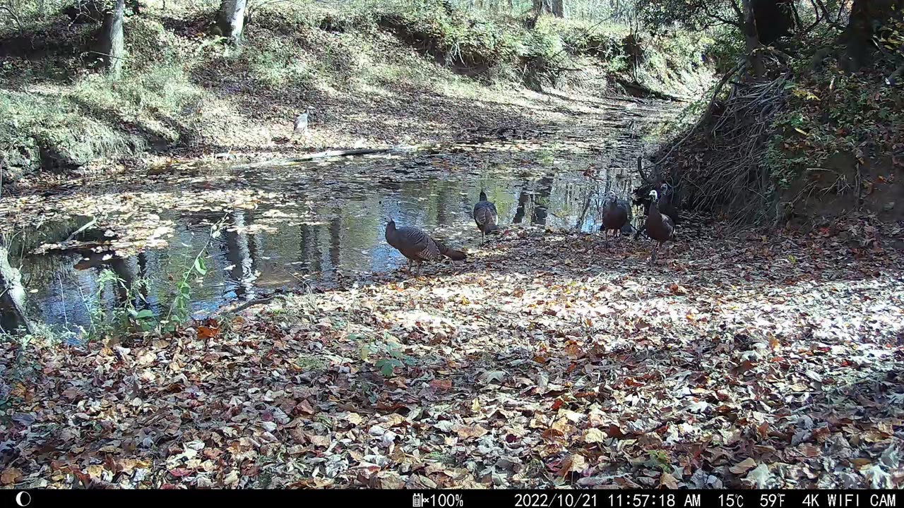 Seven Wild Turkeys - Yes They Can Fly.