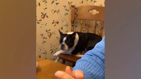 Funniest Animals Videos 2025 that will Make you Laugh to Tear EP4