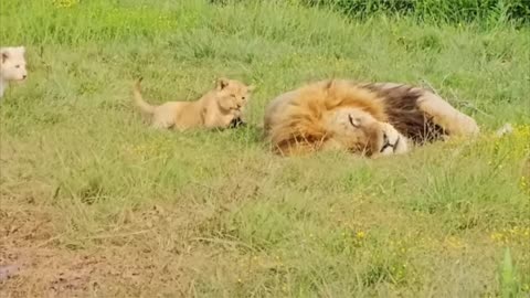 Babe 🦁 Lion playing with father video