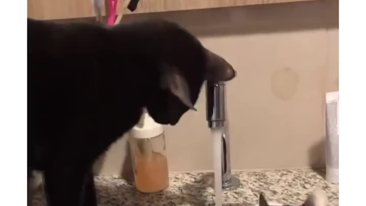 My cat's brother was sleeping in his favourite spot, so he did this