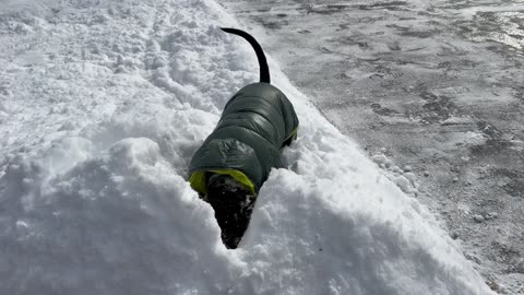 Pittie Plays in Fresh Fluffy Snow