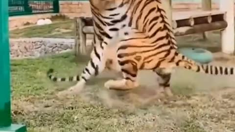 Tiger fighting