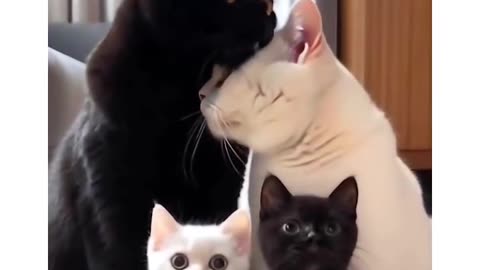 A Perfect Family @cat @kitten #family