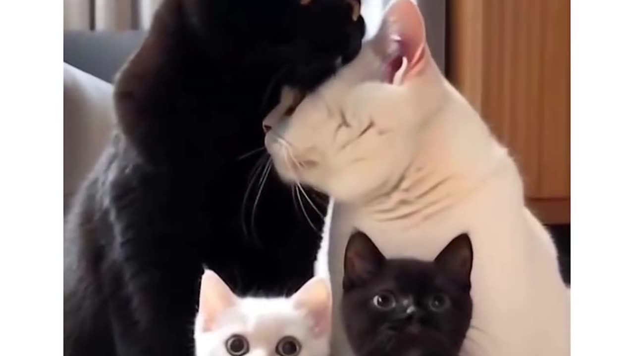 A Perfect Family @cat @kitten #family