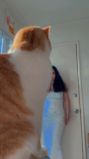 #ootd #grwm #gato #neko #cat