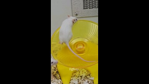 Mouse trying to exercise