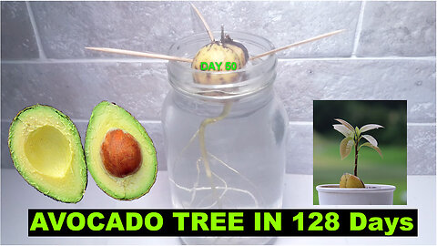 Avocado Tree Time Lapse Growing from Seed in a Mason Jar in 128 Days