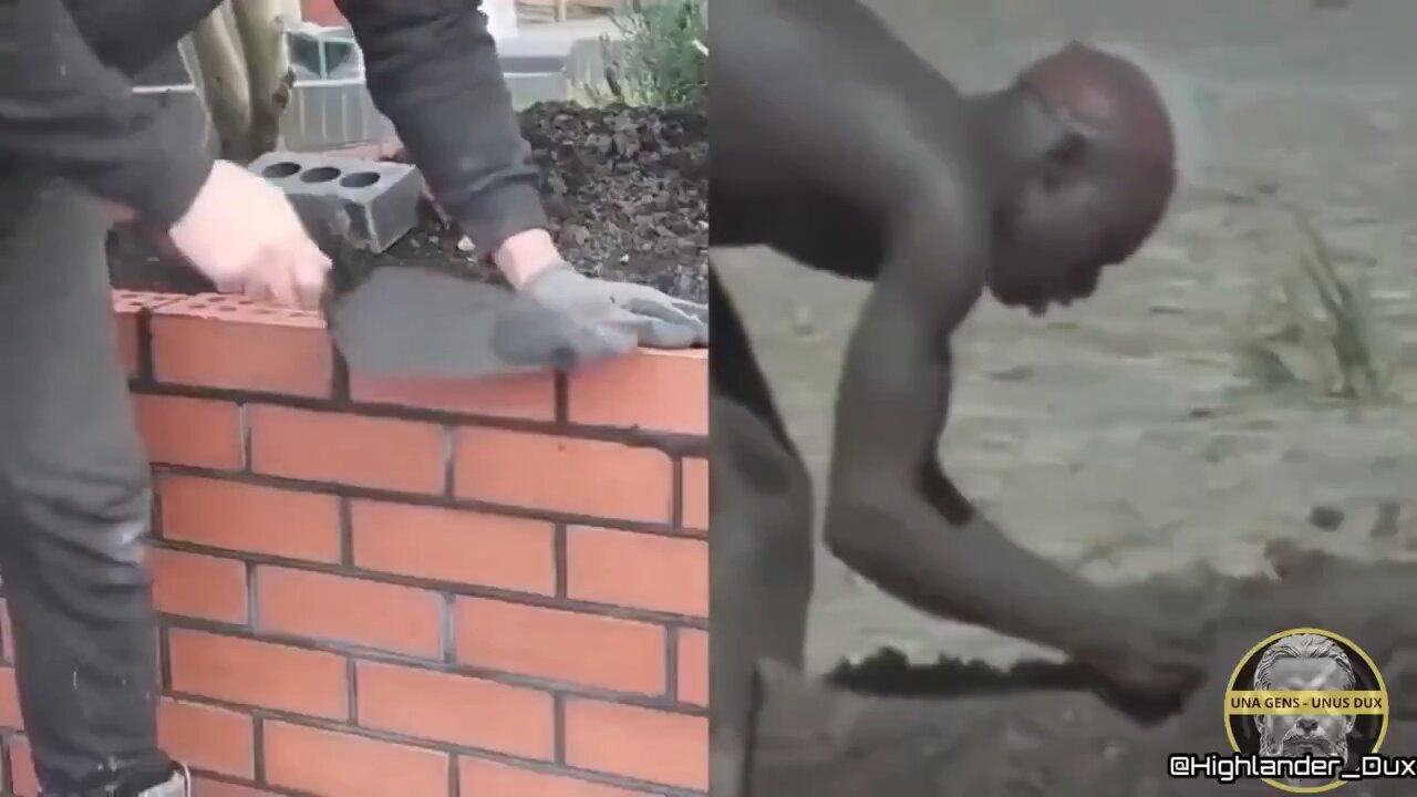 IQ Shapes Culture