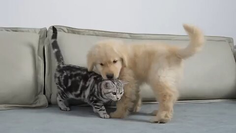 Kitten Instantly Adores Golden Retriever Puppy From First Sight