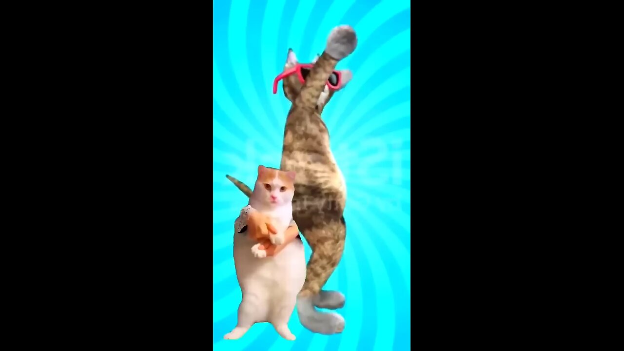 Cute Cat Dancing Video 😺🐈🙀#dogdance #catdance #cat #dog