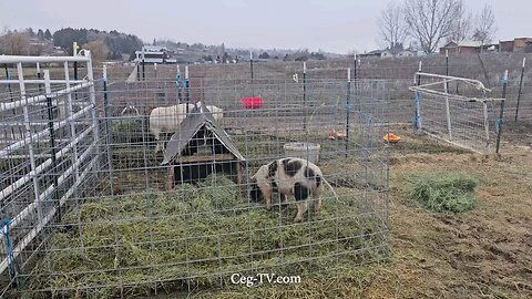 Graham Family Farm: 11:00 AM January 16th 2025