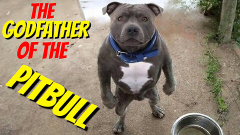 The Godfather of The Pitbull Short Film 2025 #pitbull #dog