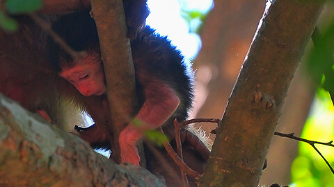 Oh God! Why Mom BRIANNA Puts Her Newborn BABY On The Tree Branch Like This?