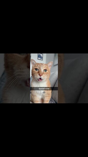 Cat can understand what human saying