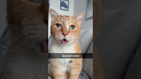 Cat can understand what human saying