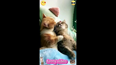 funny cat video