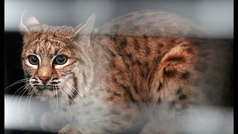 Bobcat Rescue Two Kansas Linemen Rescue Frozen-Down Mother Cat, Kitten