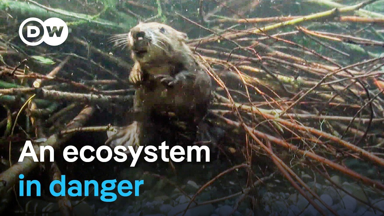 Saving beavers and pond turtles | DW Documentary