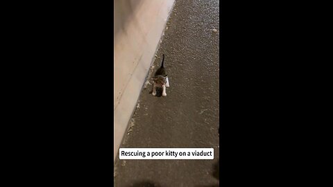 Rescuing A Kitten