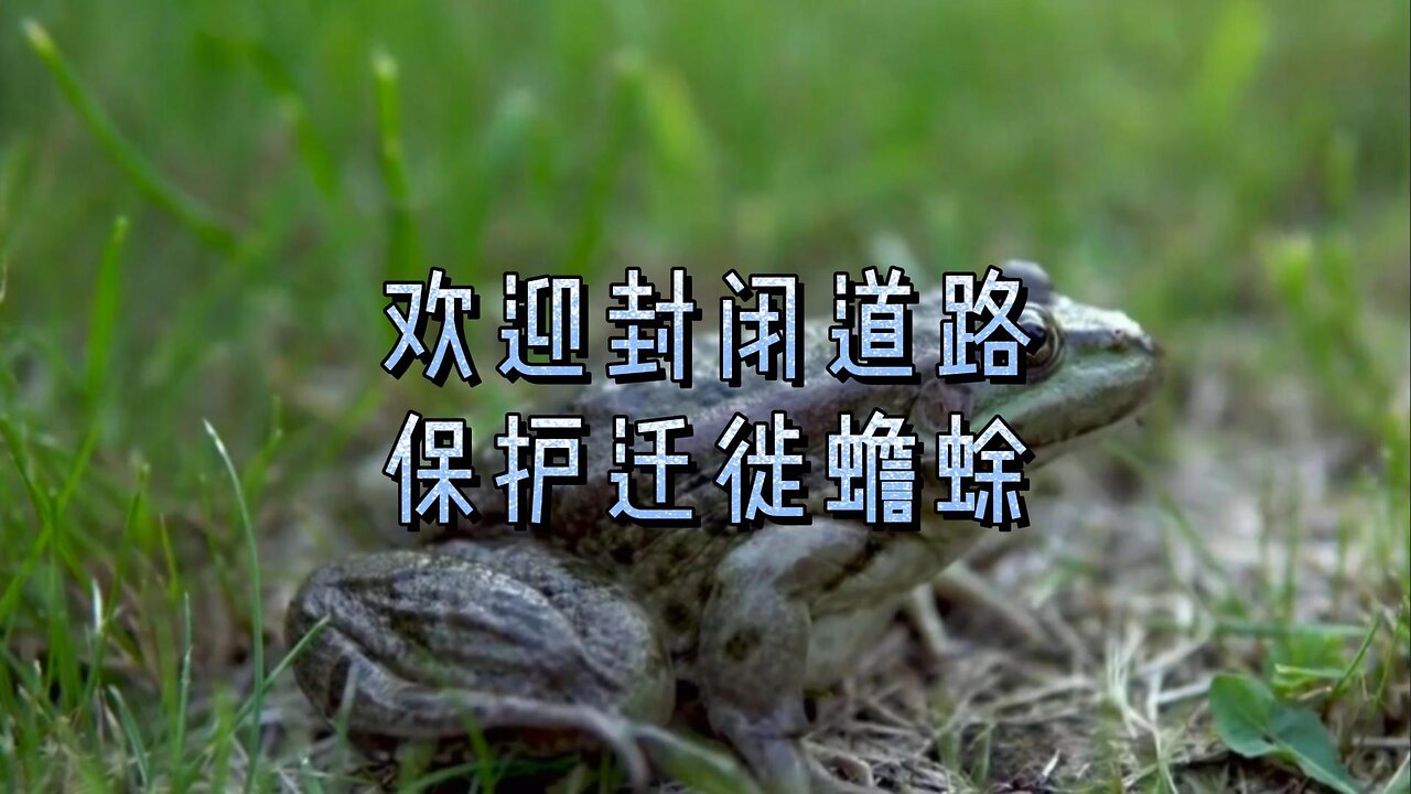 欢迎封闭道路保护迁徙蟾蜍