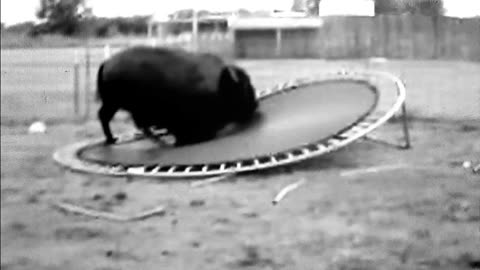 Bison having fun with a trampoline