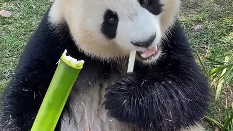 Panda eating bamboo