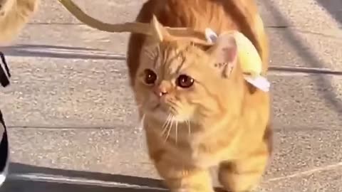 🐱 Cats' Battle Royale Part 3! 🐱