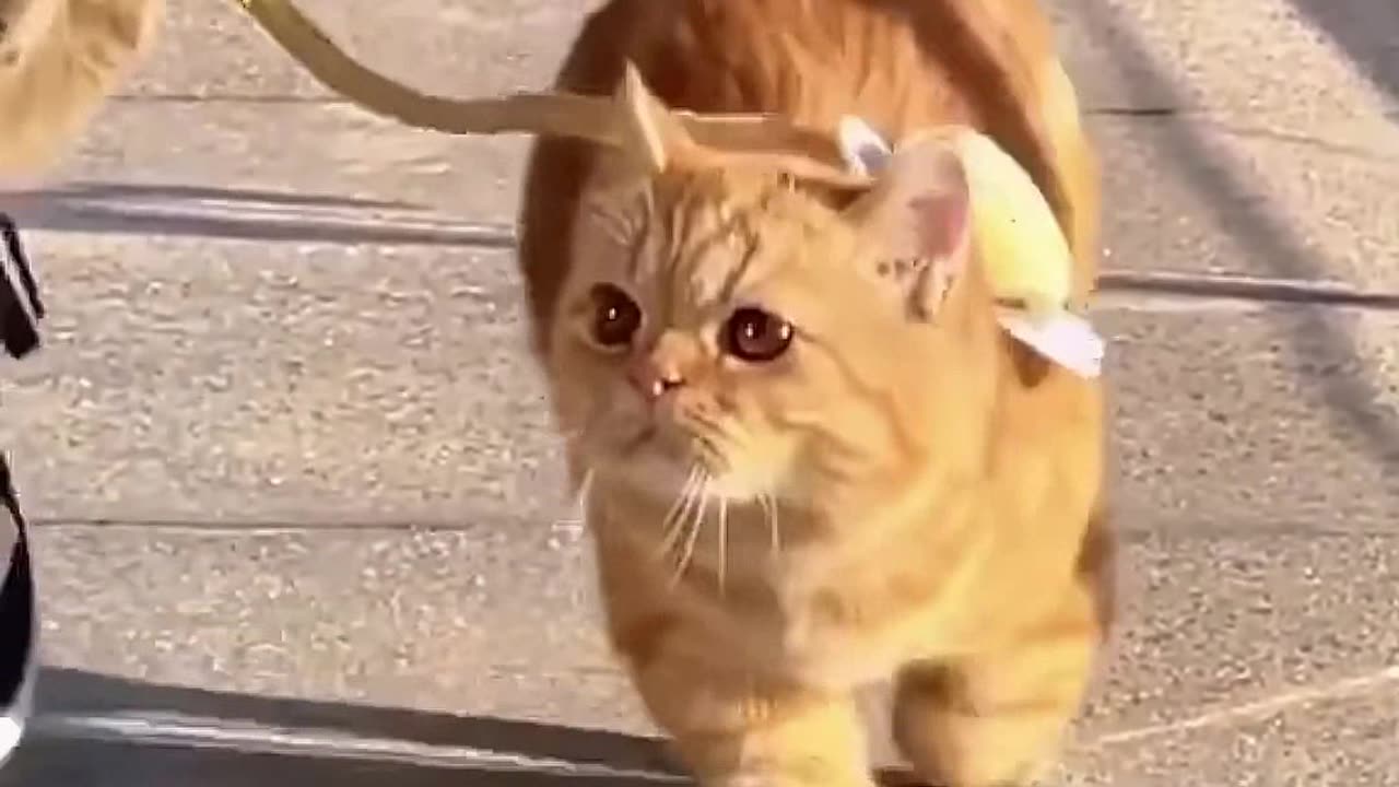 🐱 Cats' Battle Royale Part 3! 🐱