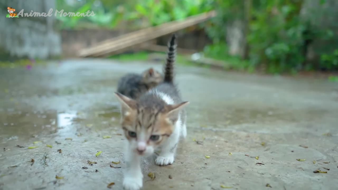 Beautiful Animal Moments - Dog, Cat, Chicken, Elephant, Cow, Sheep - Animal Sounds