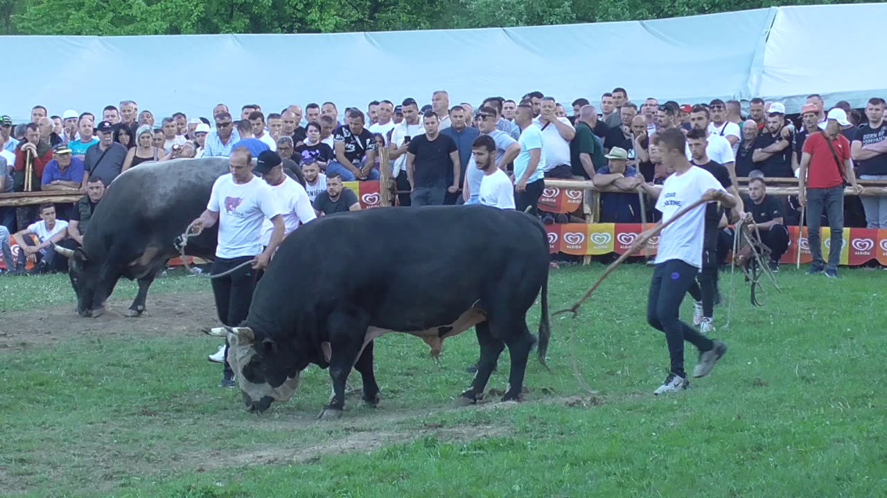 Dida od Avdibašića vs Zećo od Edina i Murisa korida Bištrani 2024