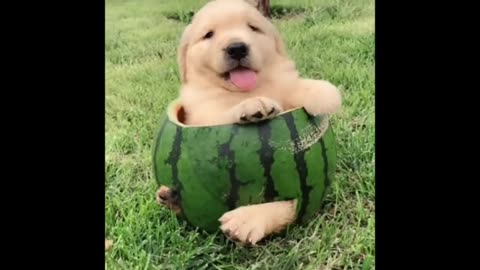 Little dog cyut video