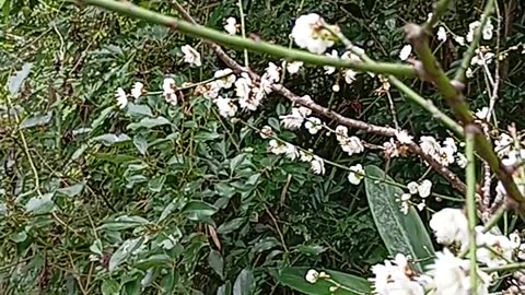 梅花 plum blossoms