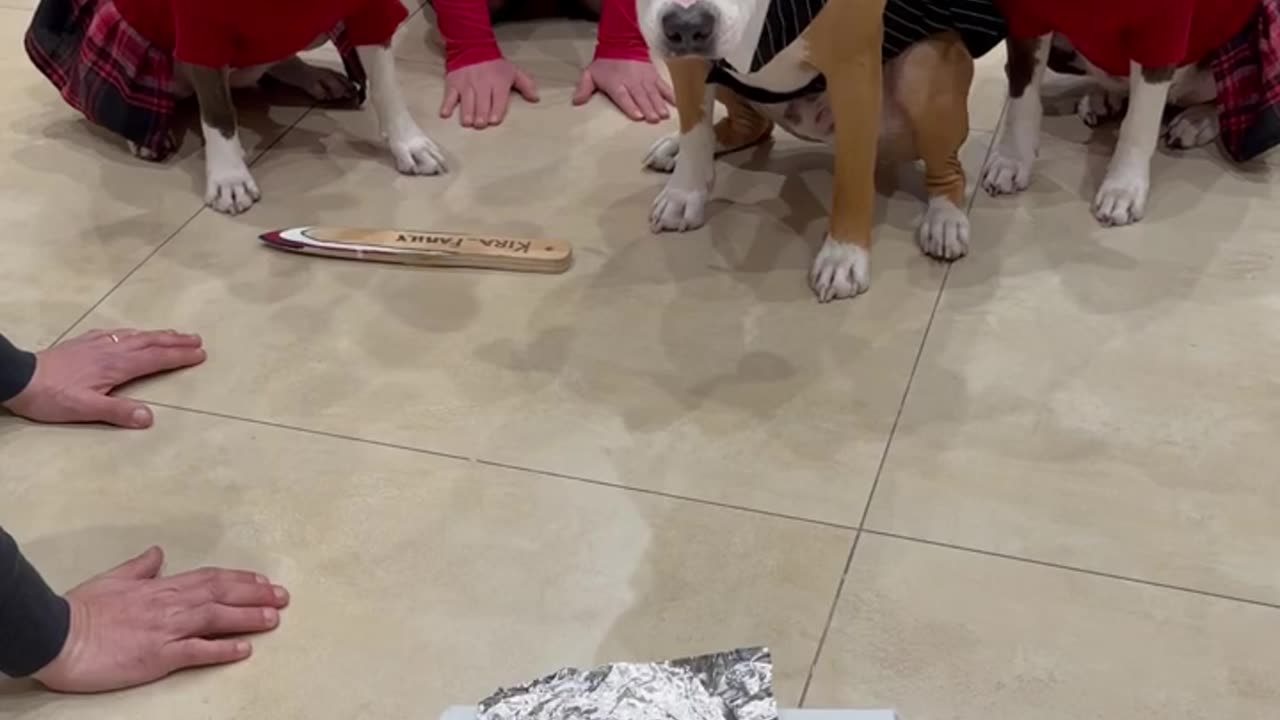 How dogs are trained