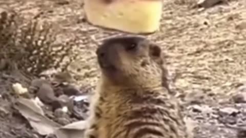 Very funny animal clips collection watch it