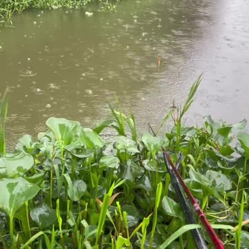 Fishing in Rain