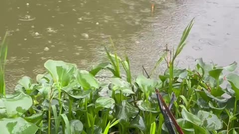 Fishing in Rain